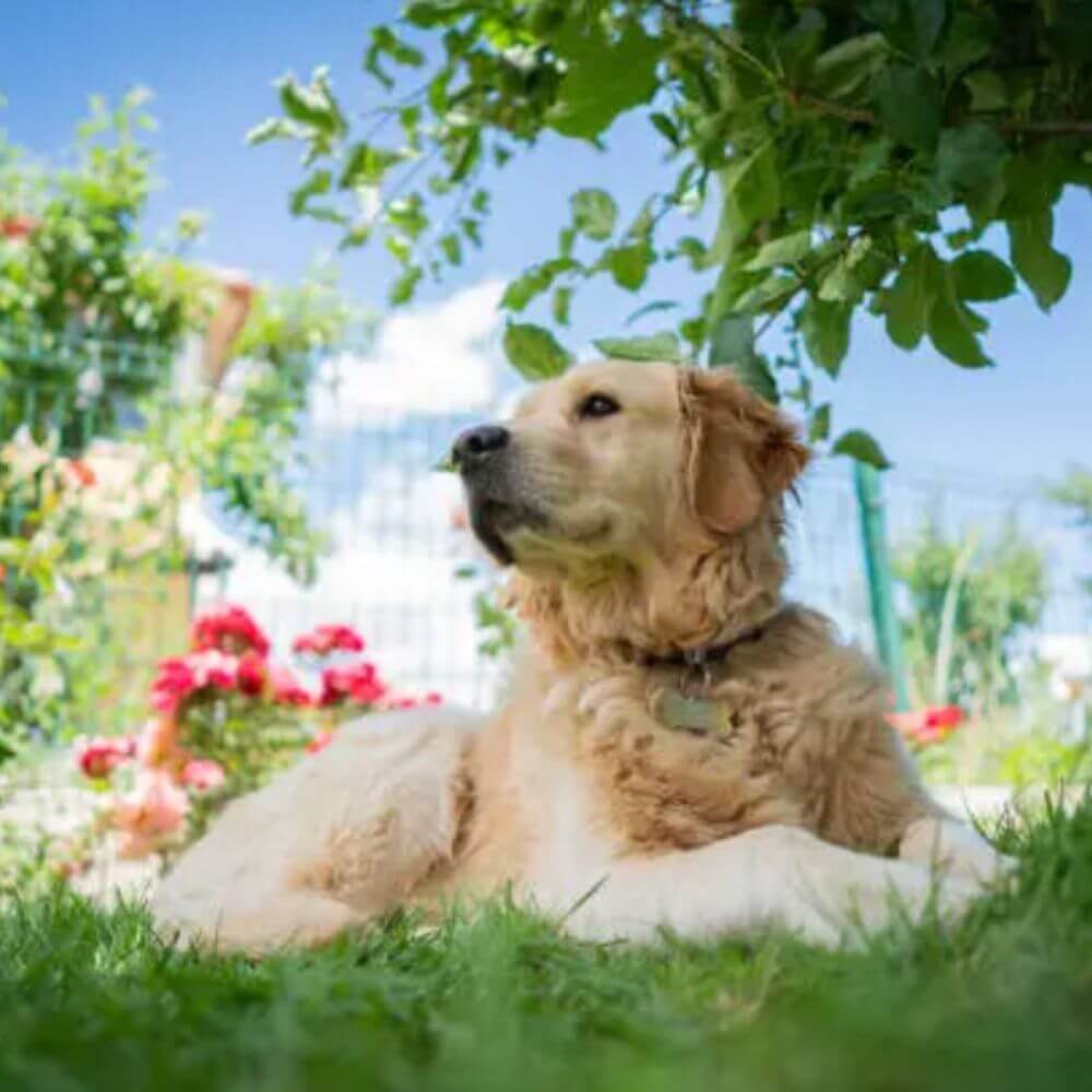 Perro labrador sentado en el pasto de un parque en primavera rodeado de flores y árboles, una escena típica de la alergia al polen