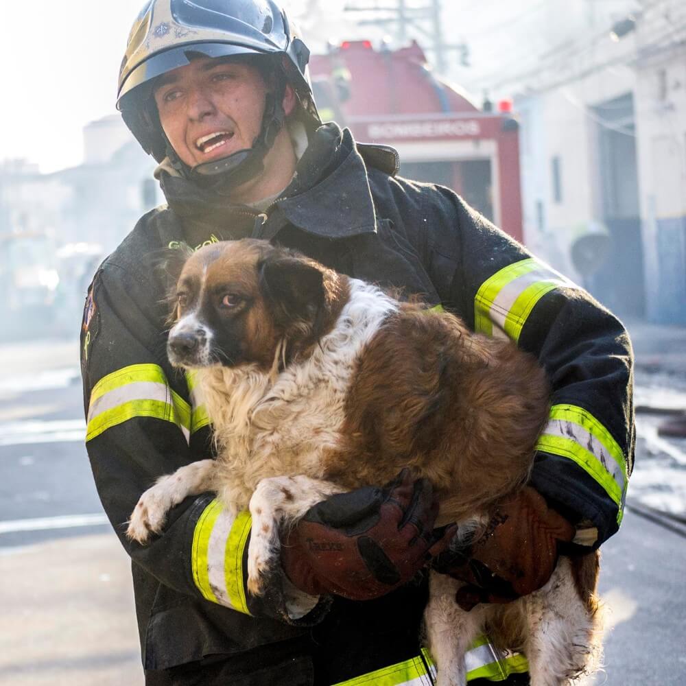 Bombero rescatando a un perro de pelaje largo durante un operativo de incendio forestal activo con humo y carro de bomba de fondo