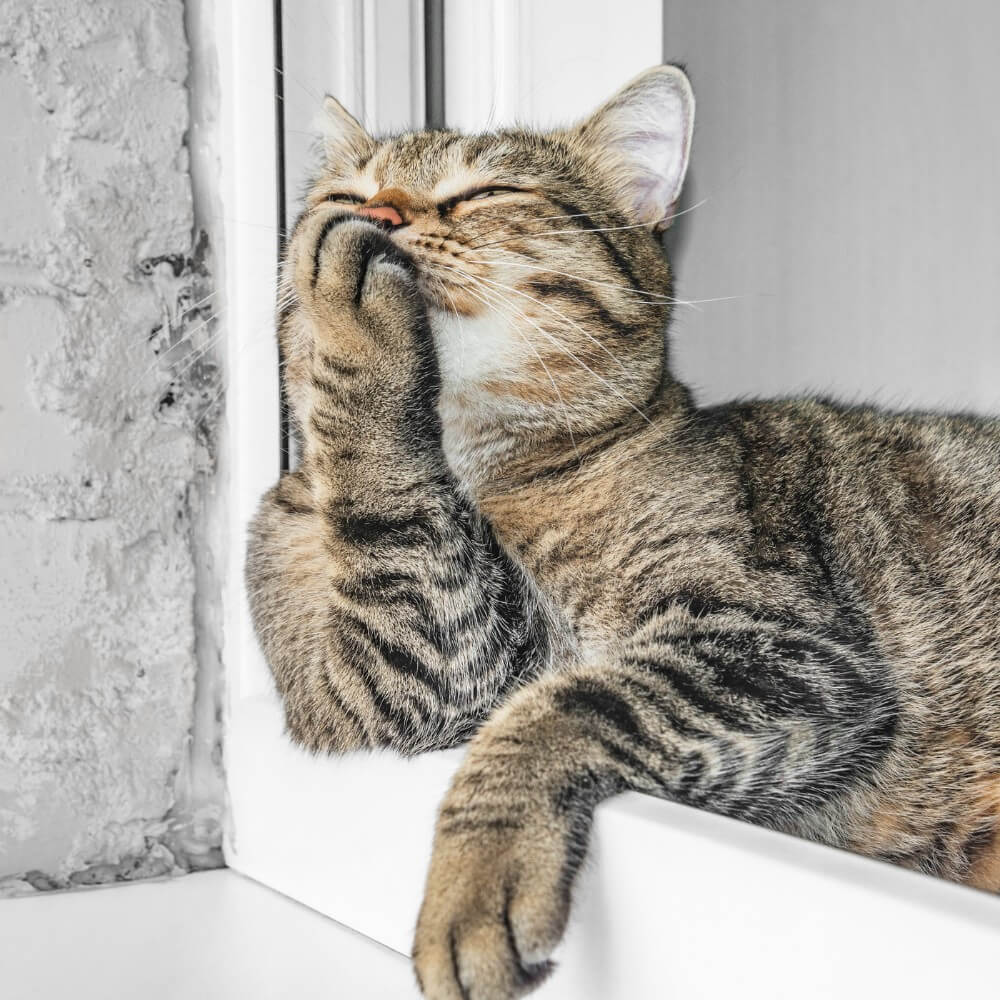Un gato atigrado doméstico se toca con su pata, ilustra conducta natural de limpieza y frotado de cara asociado al marcaje territorial