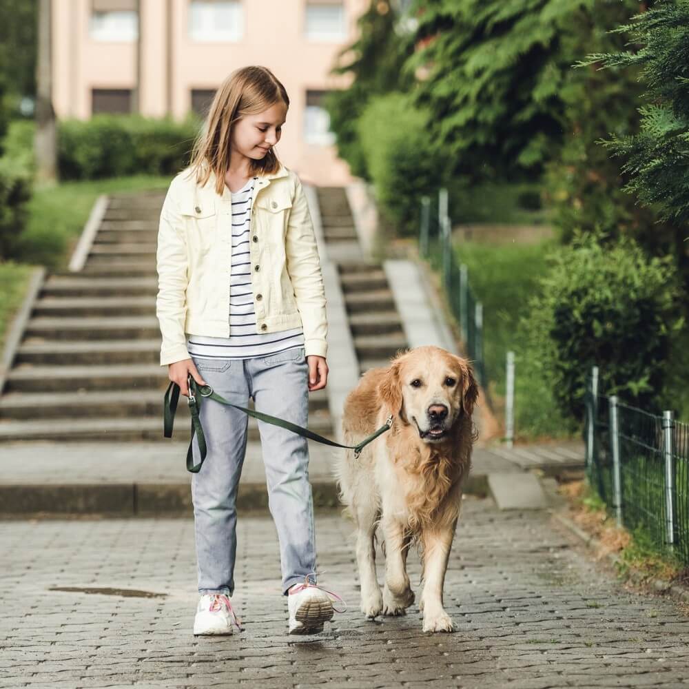 Niña con su perro Golden Retriever caminando con su correa y arnés en las áreas verdes de su edificio durante un paseo.