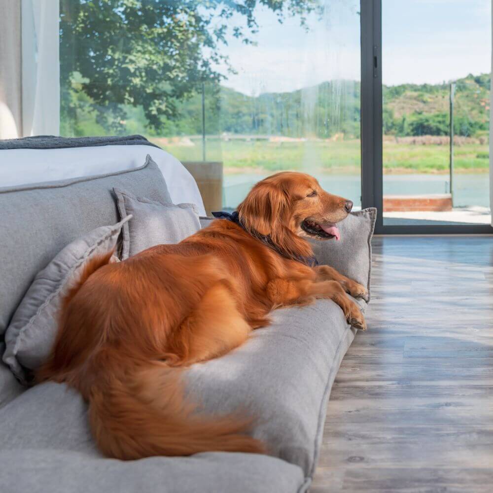 Perro Golden Retriever descansando plácidamente en un sillón junto a la ventana gracias al uso de feromonas apaciguadoras Adaptil