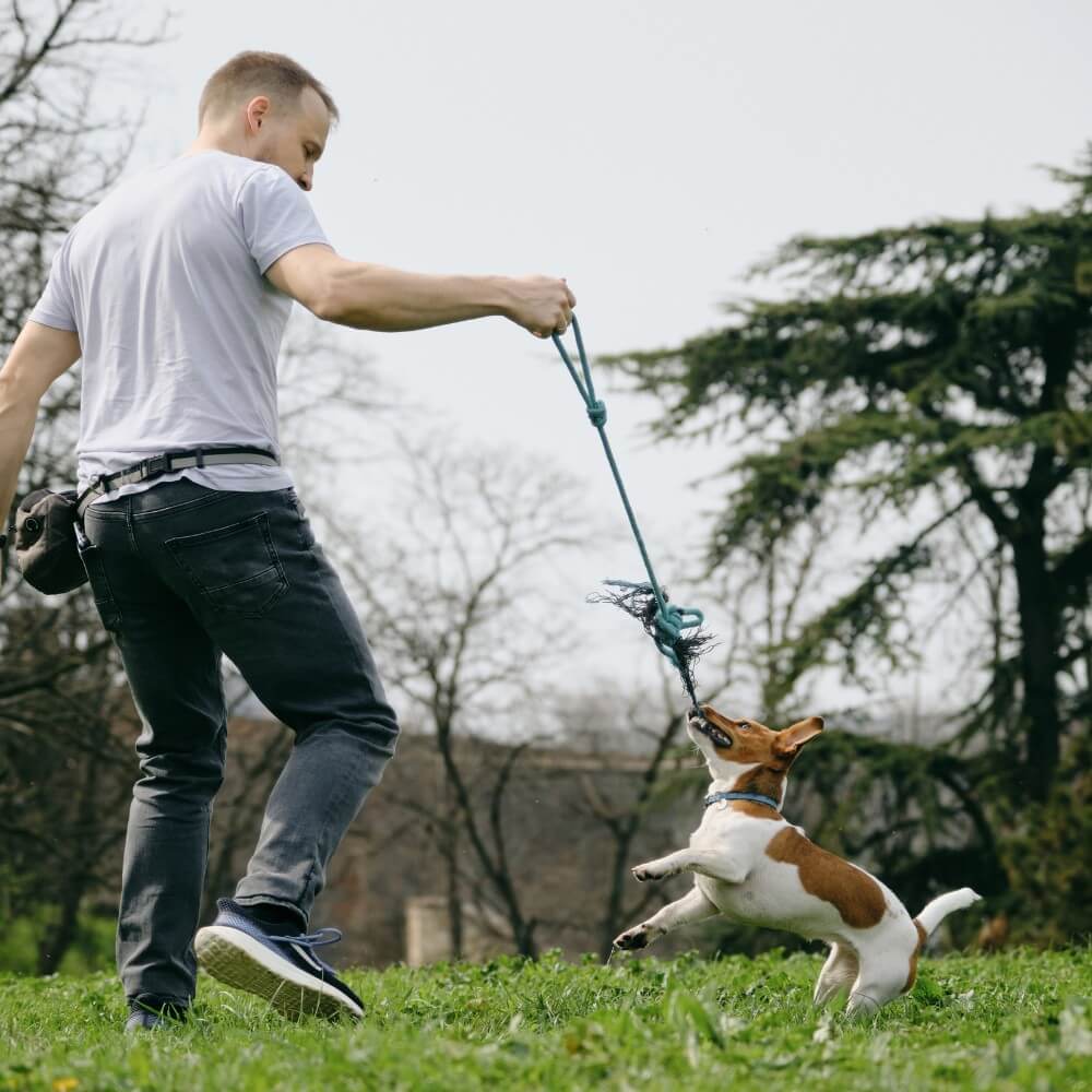 Perro Jack Russell feliz tirando una cuerda azul con su dueño en camiseta y blue jeans en un parque, fortaleciendo el vínculo