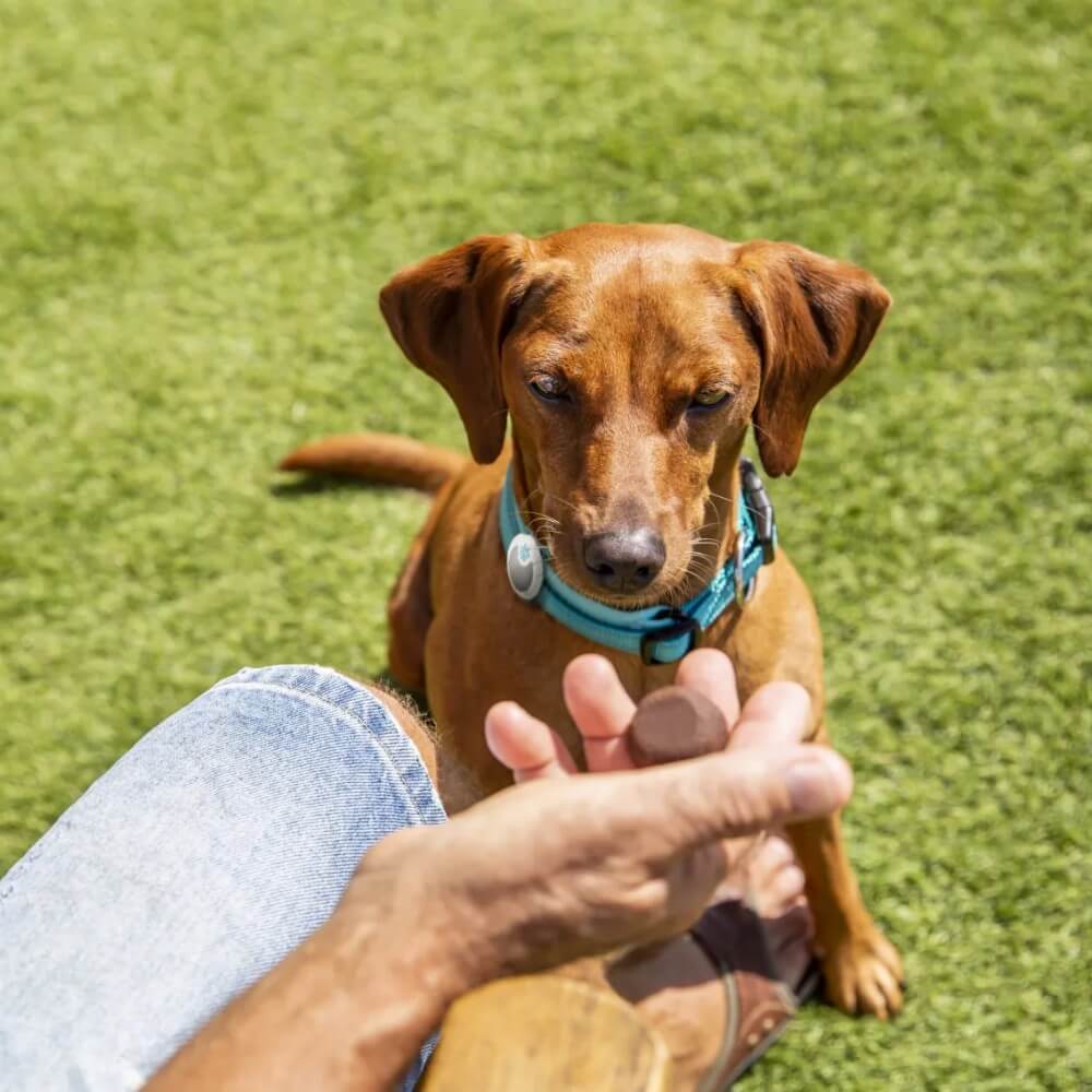 Un perro salchicha de color marrón claro con un collar azul a punto de recibir una tableta de Bravecto de la mano de su dueño.