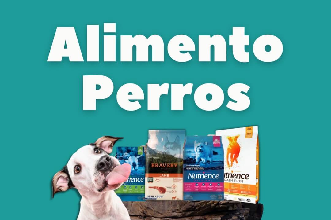 Alimentos para Perros: Perro feliz con lengua afuera junto a sacos de Bravery y Nutrience, sobre fondo verde