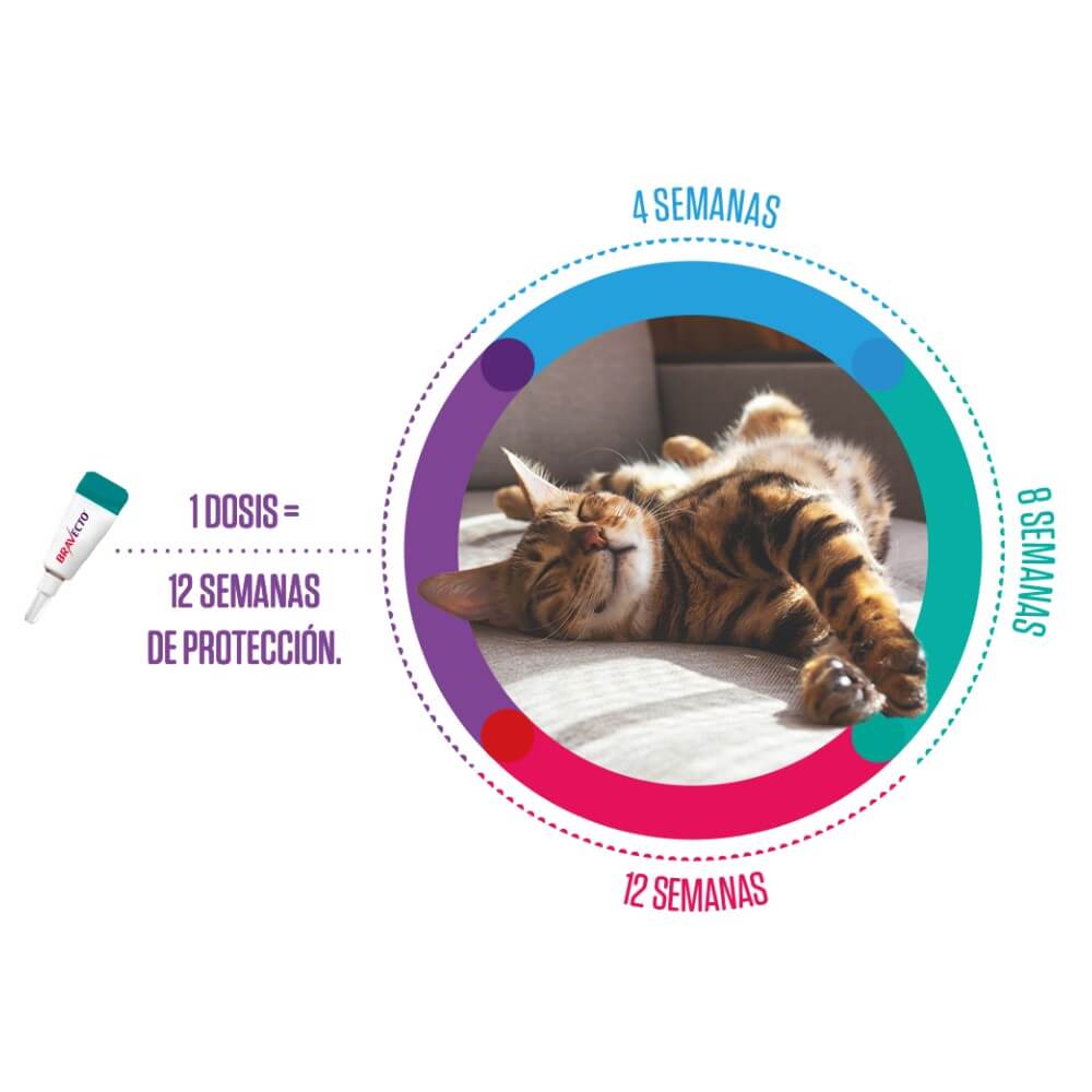Bravecto antiparasitario para gatos, ilustración de protección de 1 dosis por 12 semanas contra pulgas y garrapatas.