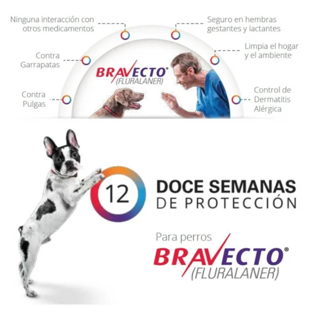 Infografía Bravecto: Seguro en perras gestantes. 3 meses de protección contra pulgas, garrapatas y con perro Bulldog Francés.
