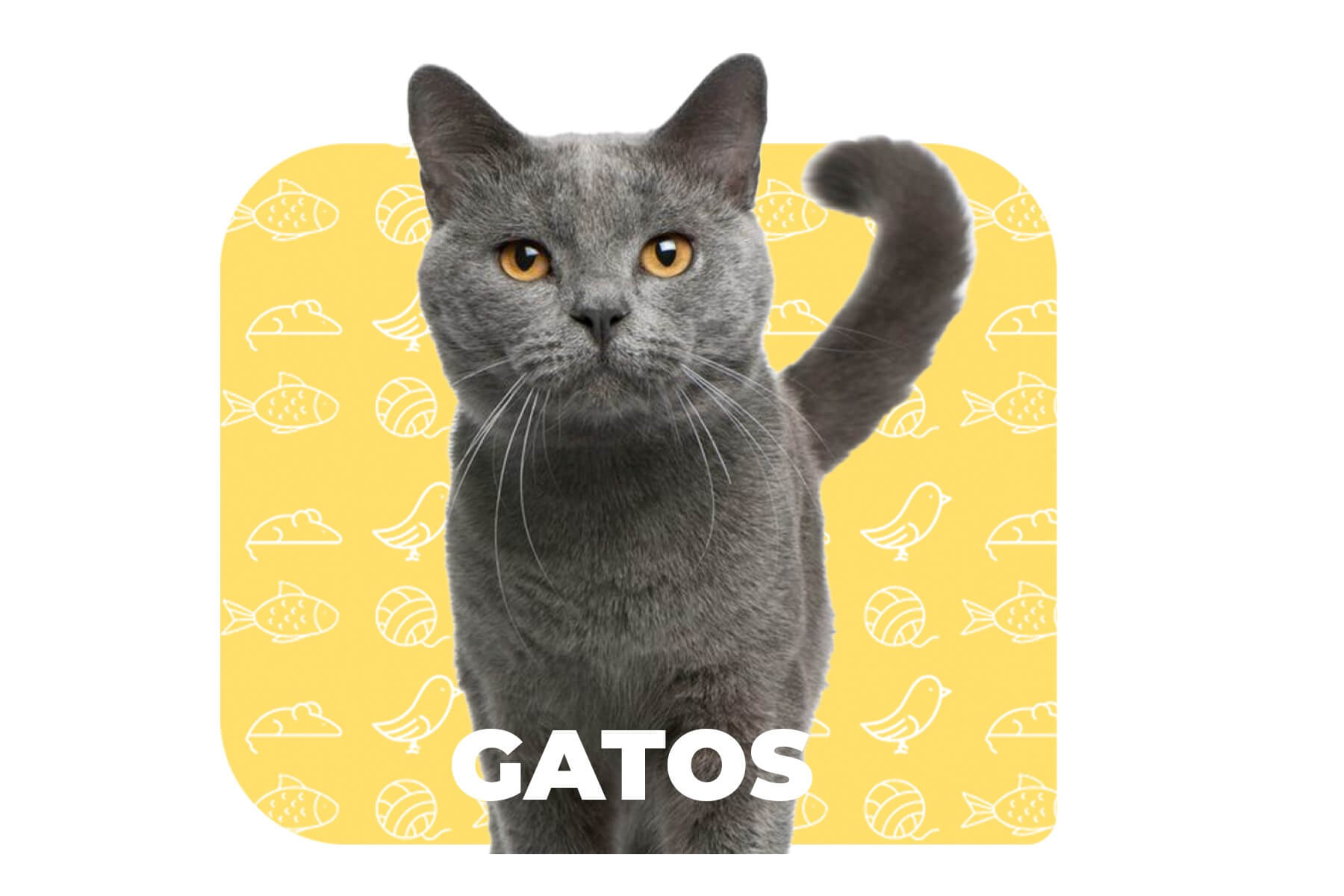 Gato British Shorthair gris de ojos amarillos mirando de frente sobre fondo amarillo con íconos de productos para gatos