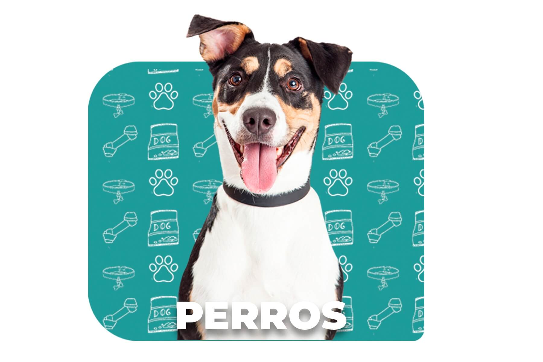 Imagen para acceder a productos caninos que muestra una adorable mascota familiar: tu querido perro que parece estar jadeando