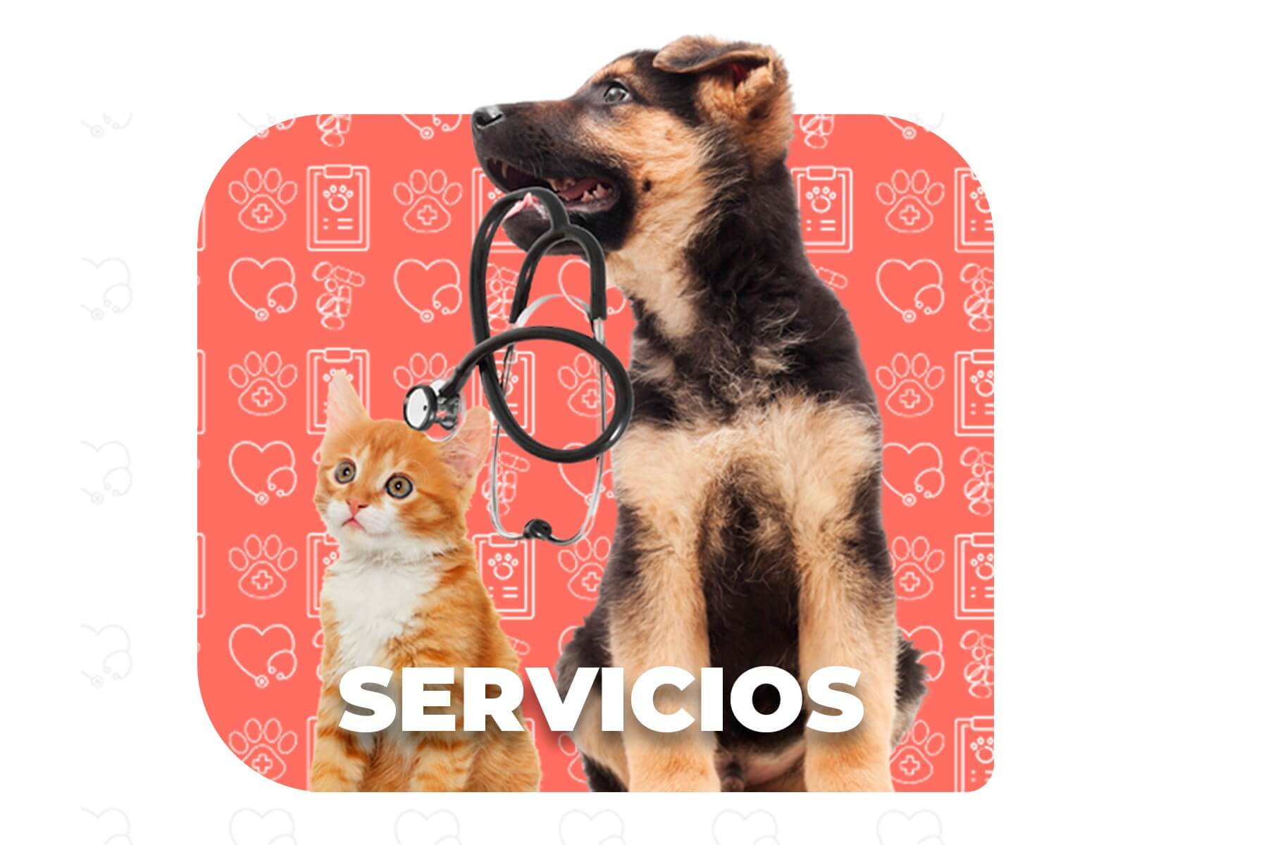Gatito anaranjado junto a perro Pastor Alemán con estetoscopio en su boca ilustrado sobre fondo rojo coral con íconos médicos
