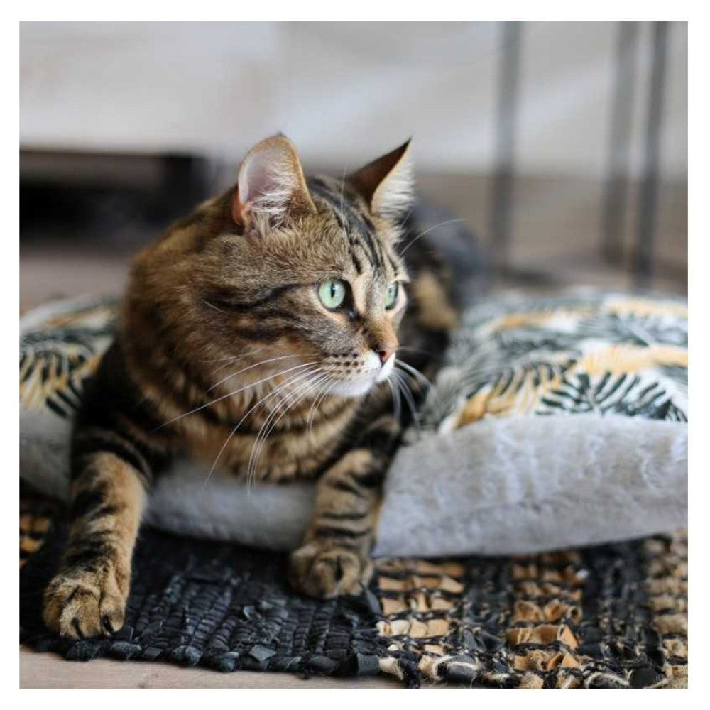 Gato atigrado disfruta de un descanso profundo y relajante sobre una cama gris BRNX antiestrés con tecnología de espuma de memoria