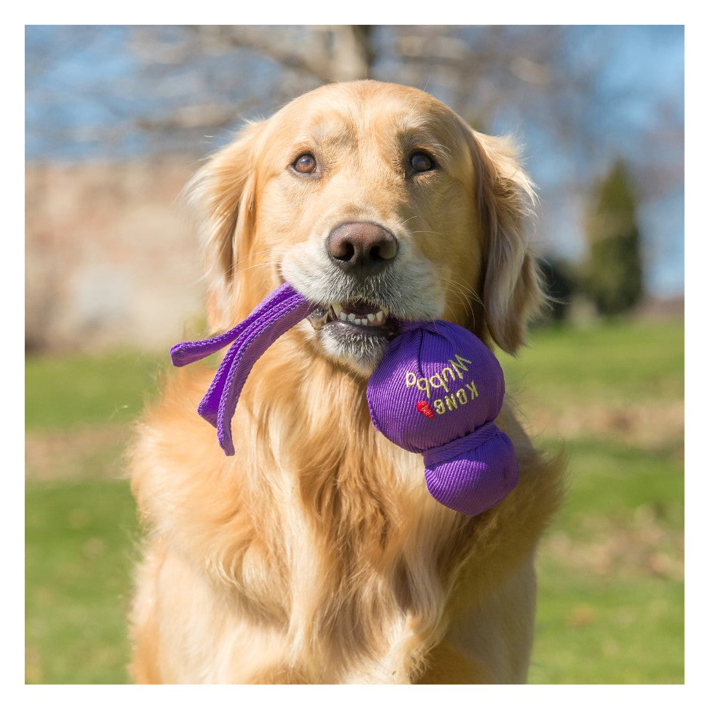 Golden Retriever jugando con KONG Wubba, juguete para perros de tirar, traer y soltar que estimula ejercicio y salud dental.