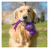 Golden Retriever jugando con KONG Wubba, juguete para perros de tirar, traer y soltar que estimula ejercicio y salud dental.