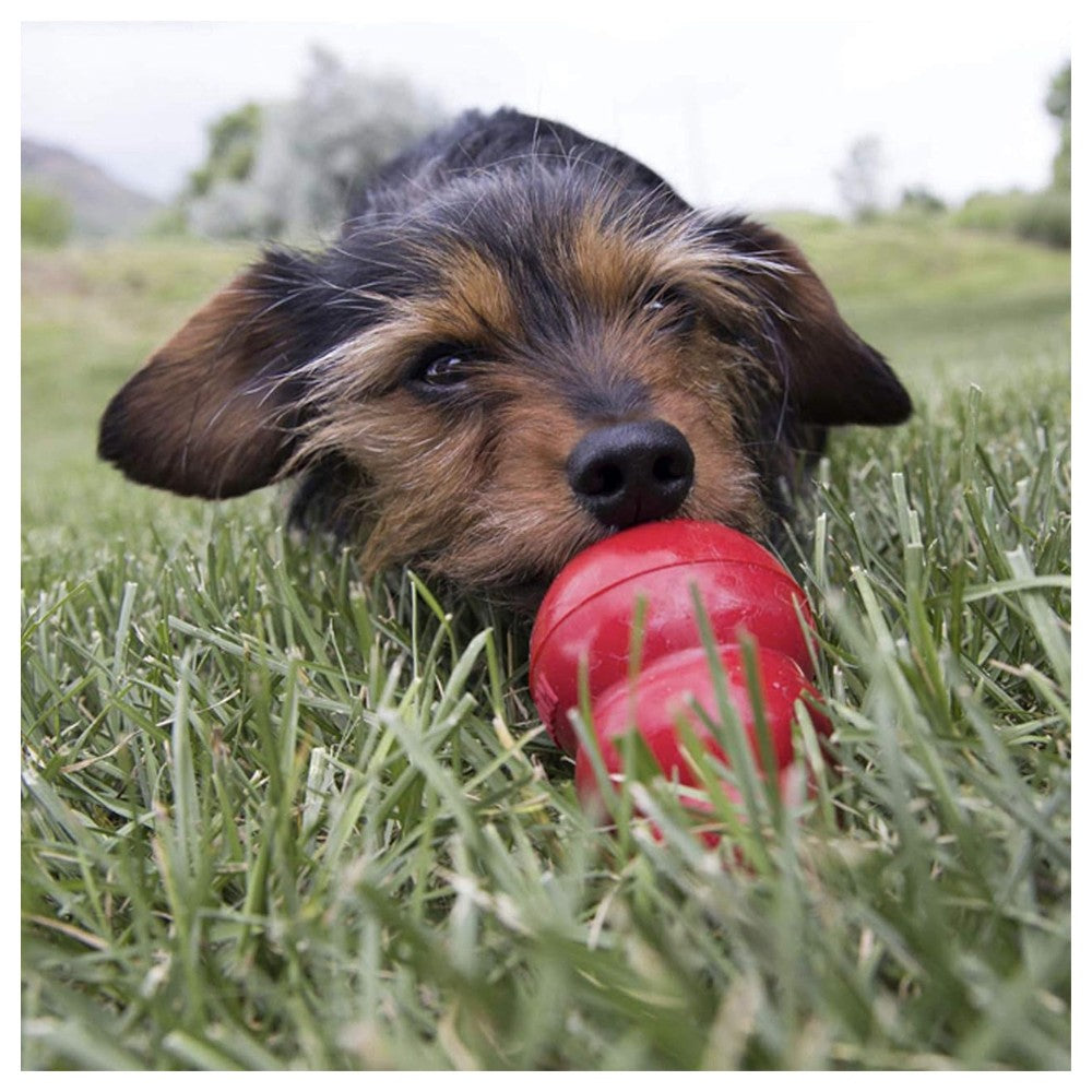 Perro disfrutando un juguete KONG Classic rojo relleno con mantequilla de maní KONG Stuff'N en un entorno de pasto natural