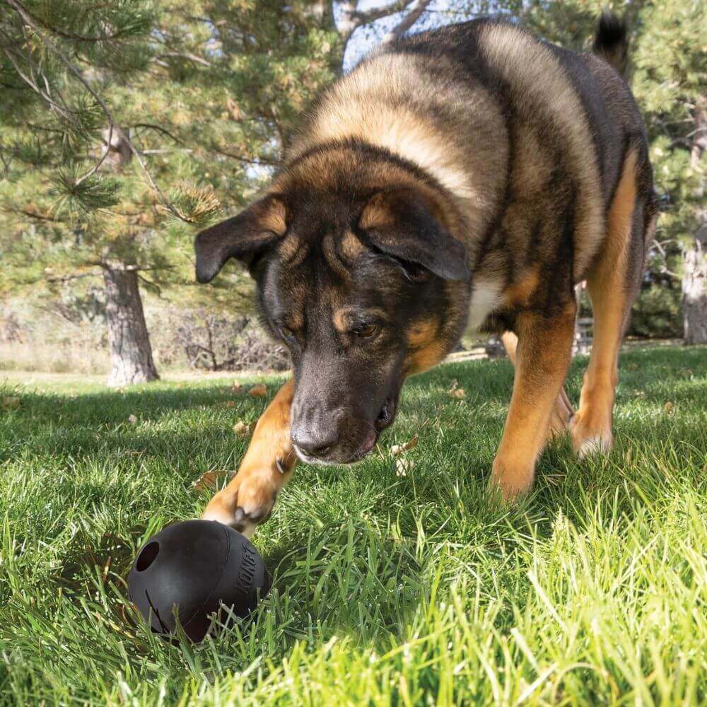 Perro tipo pastor mordiendo una pelota negra KONG Extreme Ball en el pasto, mordedor resistente para entrenamiento canino