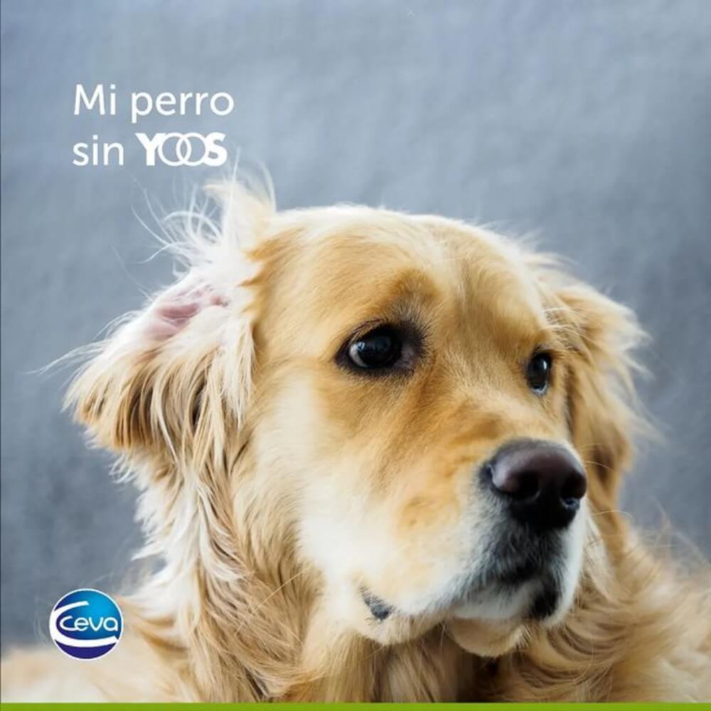 Cuando un perro no usa YOOS, puede experimentar dolor articular, ser incapaz de moverse con facilidad debido a la inflamación y el malestar.